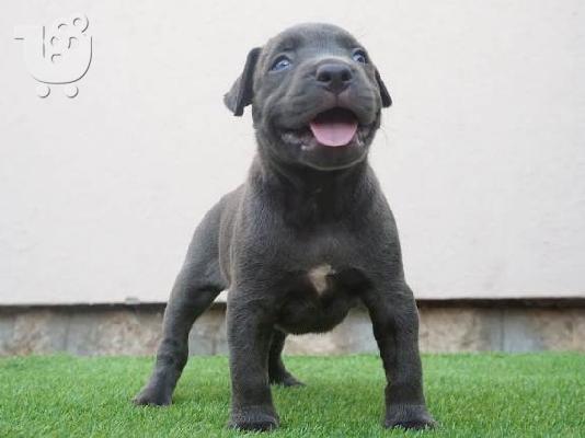 PoulaTo: Κουτάβια Bluenose Pitbull